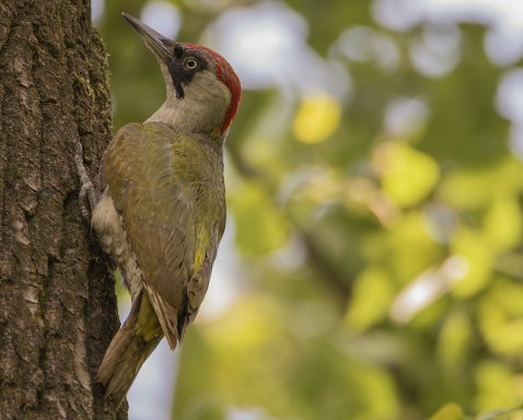 Dalla località Baletrone a Cascina Poncetta (Percorso naturalistico Nord) 4