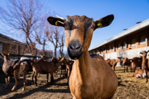Visite guidate in fattoria 4