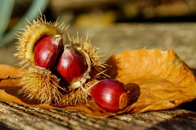 21 ° Chestnut Festival in Peglio