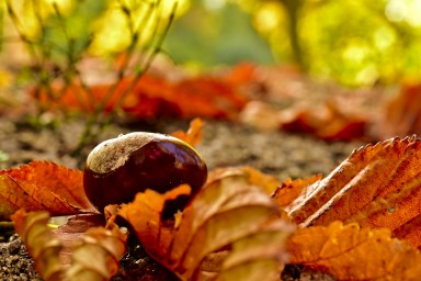 Saturday Night Chestnut Roast - 