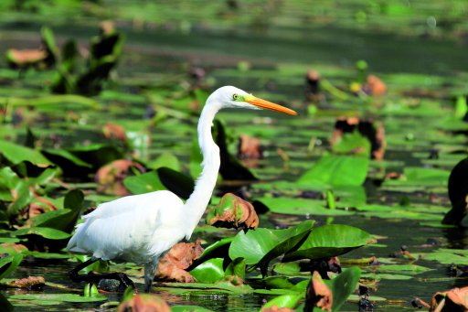 Riserva Naturale Pian di Spagna e Lago di Mezzola  5