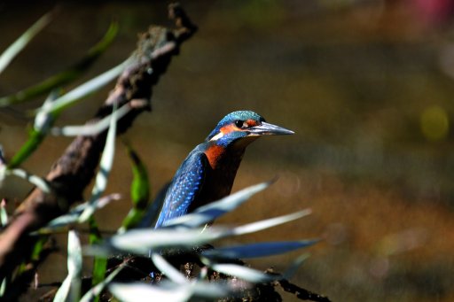 Riserva Naturale Pian di Spagna e Lago di Mezzola  6