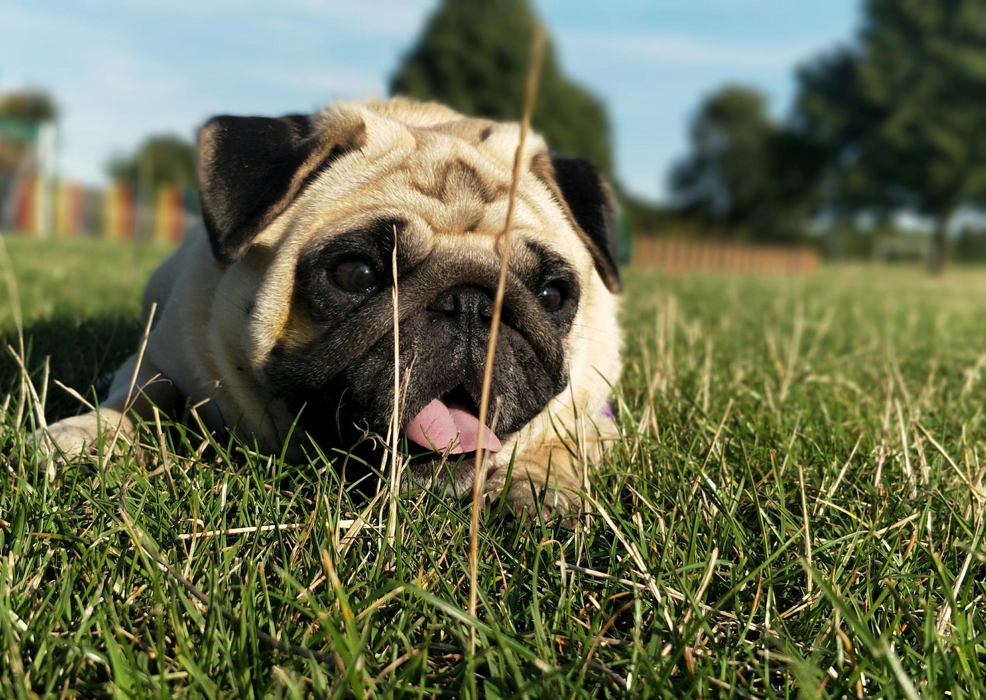 In vacanza con il cane